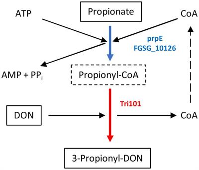 Enzymatic synthesis of the modified mycotoxins 3-lactyl- and 3-propionyl-deoxynivalenol